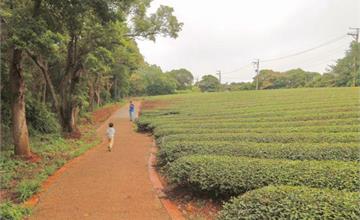 新竹｜茶香步道：逛完湖口老街順遊茶園剛剛好！2.3公里平緩步道，親子也能輕鬆攻略