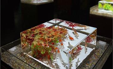 東京｜Art Aquarium Museum GINZA展覽：銀座必朝聖藝術殿堂，超華麗金魚藝術展，聲光與花藝的視覺饗宴～
