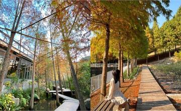 秋冬必去！全台9間最美「落羽松景觀餐廳」，用餐時欣賞落羽松四季之美，千萬別錯過！