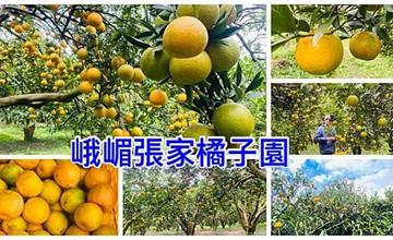 新竹｜峨眉張家橘子園：採橘秘境～滿山遍野無籽桶柑，超壯觀！還有唯美夢幻橘子隧道。