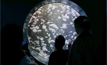 屏東｜國立海洋生物博物館：參觀海底隧道珊瑚礁生態、體驗沉船探險，親子共遊超棒的！