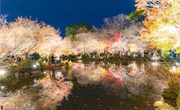 京都｜東寺：日本最古老的寺院，絕美的夜楓，實在太驚人～不論白天夜晚超美賞楓景點。