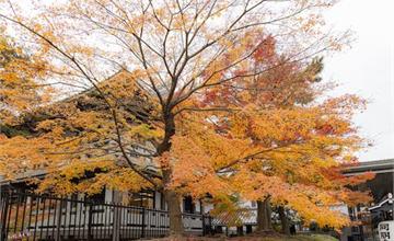 日本｜東本願寺：京都古老木製寺院，擁有世界最大規模木造建築，還可以欣賞銀杏美景～