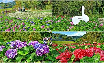 台北｜大溝溪生態治水園區：萬盆繡球花、五千盆時令草花組成愛心花海！春節前都看的到