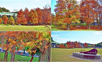 台北｜大湖公園：沉醉一片金紅景致！宛如秒飛歐洲的落羽松景致