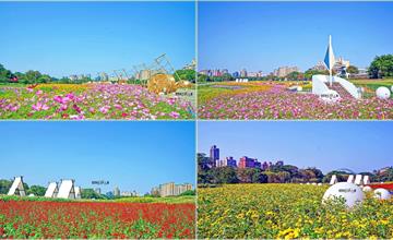 台北｜古亭河濱公園花海：年節走春去哪裡？3000坪大波斯菊花海繽紛盛開！