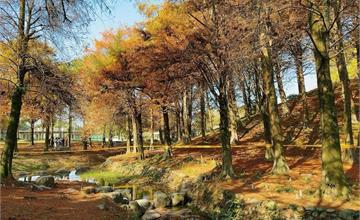 宜蘭｜羅東運動公園東丘落羽松：金黃橘紅交織的期間限定美景！免跑郊區就看的到