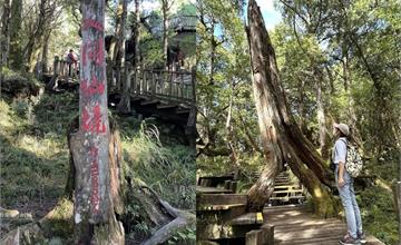 宜蘭｜太平山國家森林遊樂區：一探鐵杉林、檜木原始林步道的迷人風貌！感受山林魅力