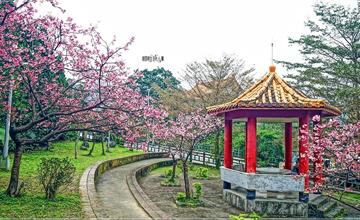 新北｜屈尺櫻花公園：日本山櫻與台灣山櫻，淡雅、緋紅逐次綻放！濃妝淡抹兩相宜