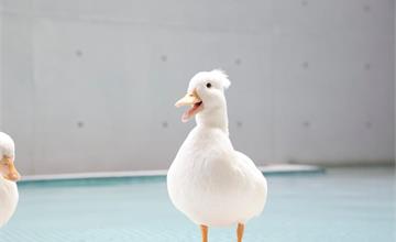 帶萌鴨賞小鴨！高雄唯一寵物鴨入住同游，多野樂旅館推「黃色游樂園」住房專案