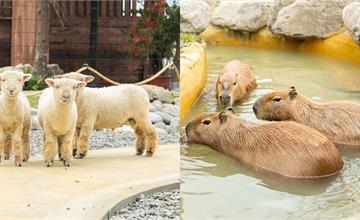 宜蘭新景點再加１！「蘭陽動植物王国」全台唯一澳洲袋鼠親子互動園區！試營運優惠票價延長至4/7！