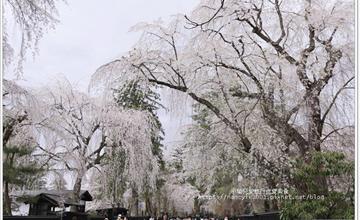 日本｜秋田角館：「小京都」夢幻花海，欣賞「武家屋敷」枝垂櫻、「檜木内川堤」吉野櫻