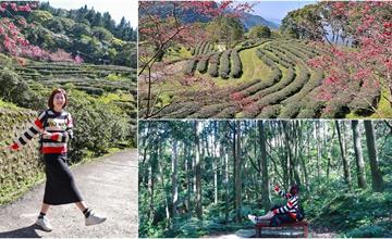 新北｜禾煦熊空休閒農場：700公尺高山秘境賞櫻去！走訪百年茶園、杉林古棧，一探櫻花、落羽松美景