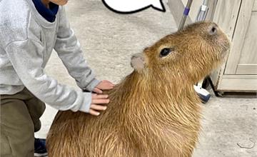 日本神奈川｜Animal Touch：親子必去橫濱室內動物園！與水豚、樹懶、貓頭鷹親密接觸！