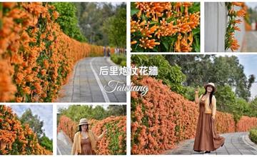 台中｜后科路炮仗花：季節限定金燦橘紅花牆！一朵朵筒狀花如炮竹成串，點亮春天氣息