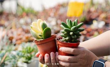 南投｜最愛多肉植物教育農場：埔里兩千坪多肉秘境，單棵只要20元起，多肉植物迷必訪！