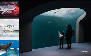 日本｜四國水族館：超震撼巨型水槽、70多種夢幻水景、超人氣可愛海豚秀，親子旅遊首選