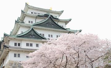 日本｜2024名古屋5大賞櫻景點：到古城、庭園賞櫻花盛開繁景，體驗日本在地賞櫻儀式感！