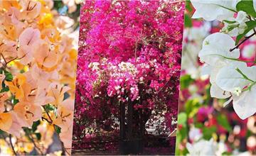 高雄｜橋頭糖廠：三月限定「鐵道迷城－九重葛花海」，奼紫嫣紅綻放重生，順遊橋頭老街
