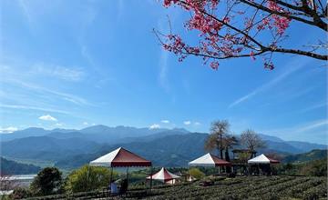 宜蘭｜玉蘭茶園：蘭陽十八景之一！藍天群山環抱的開放式茶園，順道欣賞春櫻綻放