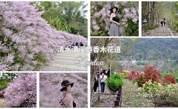 南投｜清水溝溪麝香木花道：季節限定麝香木、九重葛花開了！打卡600公尺粉紫色麝香木花道