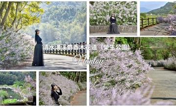 南投｜清水溝溪麝香木花道：尋訪榮生公園入口600公尺浪漫粉紫花牆，依山傍水美拍無死角！
