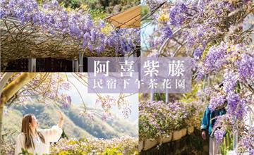 嘉義梅山│阿喜紫藤：被紫藤花包圍的瑞里民宿，賞花拍照還能喝下午茶