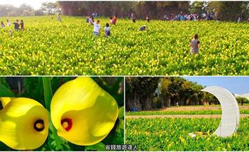 台中｜外埔黃金海芋田：春季限定療癒花海免費拍照打卡！還可順遊月眉觀光糖廠、麗寶落羽松