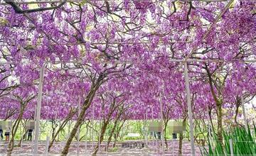 新北｜淡水紫藤花園一號屯山園區：400棵日本紫藤花同時綻放，沉浸紫爆浪漫仙境！