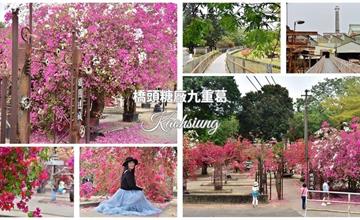 高雄｜橋頭糖廠：隱身糖廠內的九重葛花瀑！萬紫千紅春季限定綻放