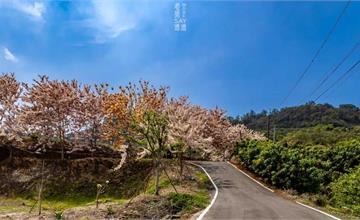 台南｜玥園思親步道：不一樣的櫻花海！粉嫩花旗木朵朵綻放，點亮玉井鄉間小徑