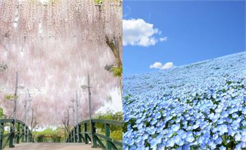 日本春季花海推薦！必看粉蝶花、紫藤花，錯過櫻花季還有這些花海看！