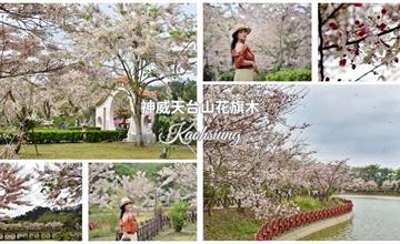 高雄｜神威天臺山道場花旗木：數百棵花旗木沿著水岸齊放，貼心服務讓長輩也能安心賞花