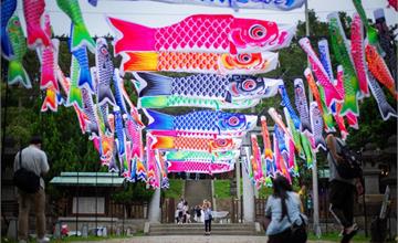 桃園神社鯉魚流光祭り『3米激巨鯉魚』空襲神社 鯉魚群潮狂歡集結，空中騷動再現！