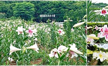 新北｜百合花園：5月限定粉色百合花秘境，LO百合、鐵砲百合花田免費觀賞！