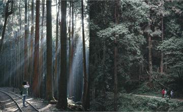 嘉義｜阿里山特富野古道：走進「北鄒族人」狩獵、通婚之路，探索部落最美楓林地！