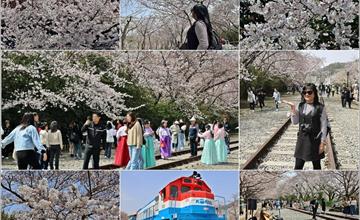 韓國釜山｜慶和車站：2024釡山鎮海櫻花季重頭戲！浪漫櫻花隧道綿延800公尺