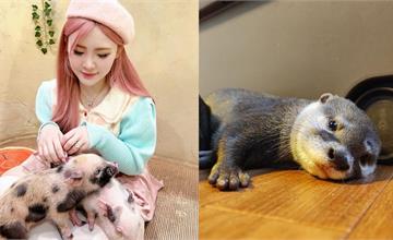日本｜8間東京動物咖啡廳推薦！近距離和迷你豬、水獺、刺蝟互動，貓頭鷹咖啡廳麻瓜必訪！