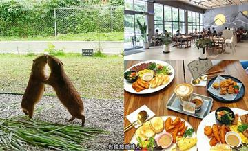 南投|享日啡啡:動物主題早午餐!明亮寬敞的舒適用餐區,還可以和水豚親密互動