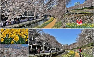 韓國蔚山｜無去川櫻花散步道：小橋流水、藍天白雲與粉嫩櫻花相襯！還有質感市集必逛