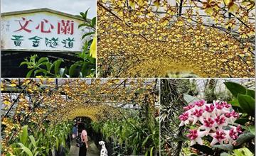 宜蘭｜金雙甡花卉農場：人氣文心蘭黃金隧道，漫步燦金花朵下，感受夏日浪漫情懷