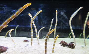 日本｜關東看花園鰻5大水族館總整理：一起欣賞超可愛生物，在旅程中被療癒一下