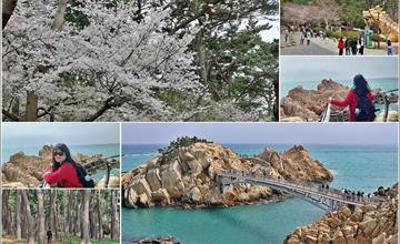 韓國蔚山｜大王岩公園：海邊觀賞奇石巨岩，步道賞櫻花、遊松樹林徜徉大自然之美
