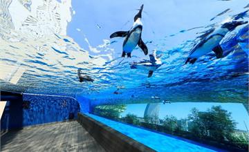 日本｜夏日炎炎遊chill一下 東京三大人氣水族館親子遊最佳選擇 