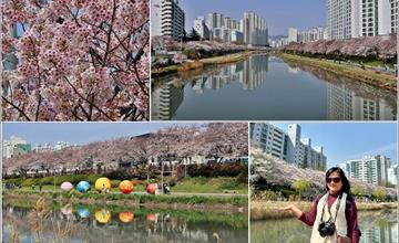韓國釜山｜東萊溫泉市民公園：河堤邊絕美櫻花步道！城市倒影與粉色櫻花交織美翻了