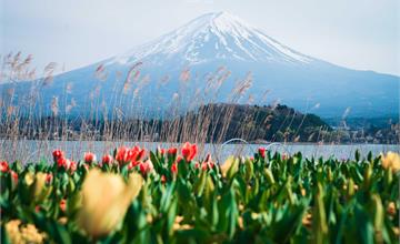 日本山梨｜大石公園：河口湖必朝聖景點，遠眺水面鏡像富士山，還能夠買周邊商品