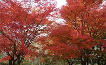 日本｜宮崎小林市旅遊，賞楓秘境、波斯菊花海，還有採摘水果體驗！