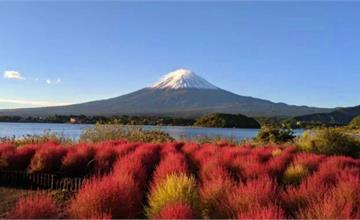 日本｜波波草6大景點推薦：富士山、北海道花海，秋天限定掃帚草美景，療癒又好拍