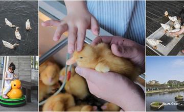 宜蘭｜甲鳥園：近距離接觸鴨寶寶，環境乾淨舒服超療癒！