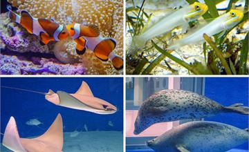 桃園｜Xpark冬の水族館戀愛物語【第五章：鰻想跟你在一起】快來譜下獨一無二的冬日戀曲！